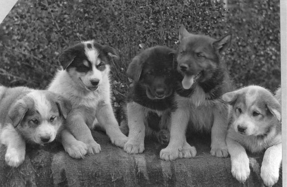 Archival photograph of five puppies sitting in a row on a low wall